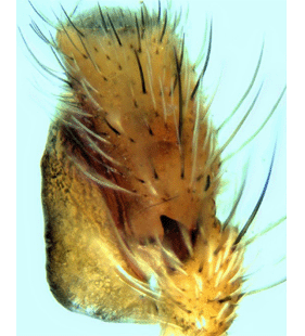 species