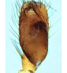 species
