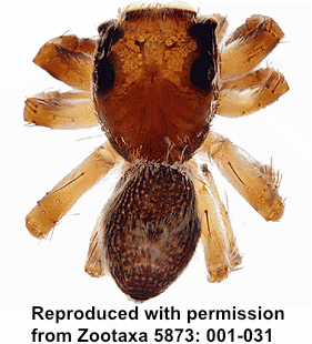 species