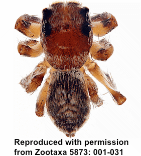 species