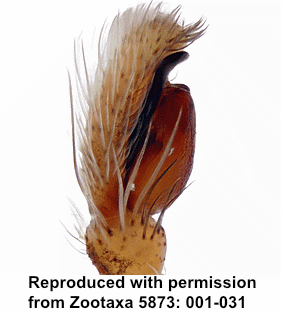 species