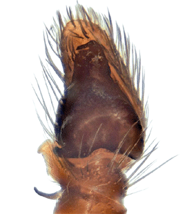 species