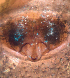 species