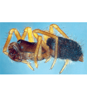 species