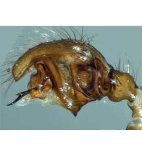species