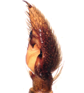 speciesimage