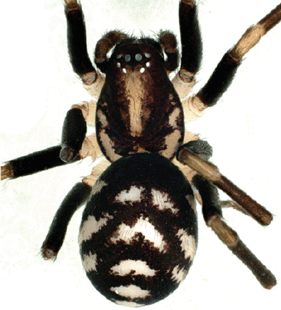 speciesimage