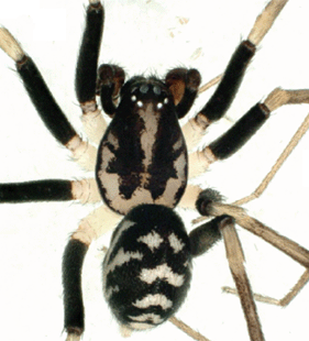 speciesimage
