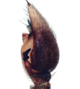 speciesimage