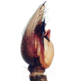 speciesimage