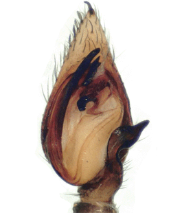 speciesimage