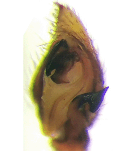 speciesimage
