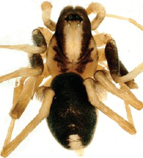 speciesimage