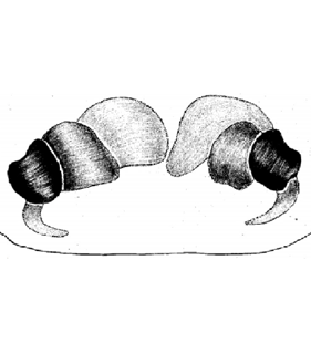 speciesimage