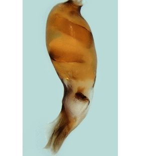 speciesimage