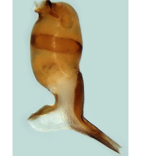 speciesimage