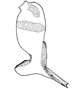 speciesimage