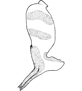 speciesimage