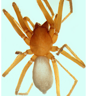 speciesimage