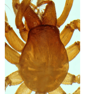 speciesimage