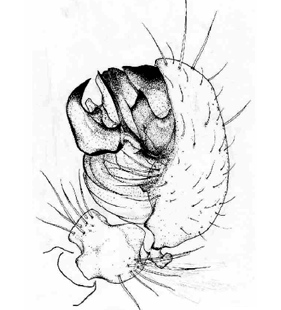 species