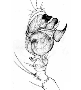 species