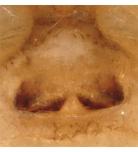 species