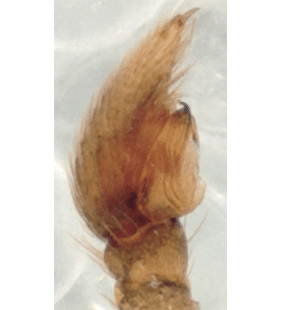 species