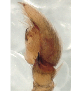 species