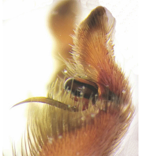 species