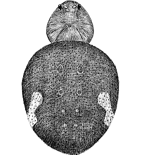 species