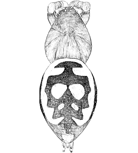 species
