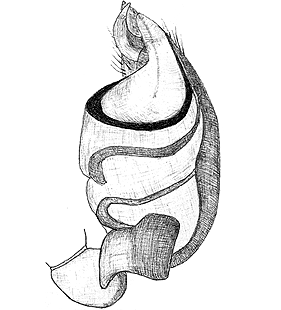 species