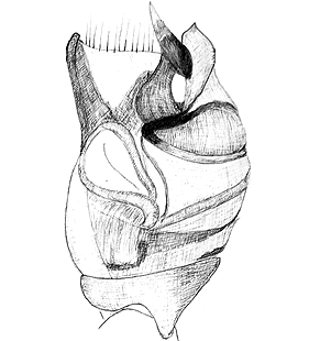 species