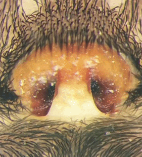 species
