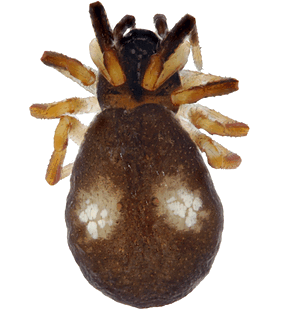 species