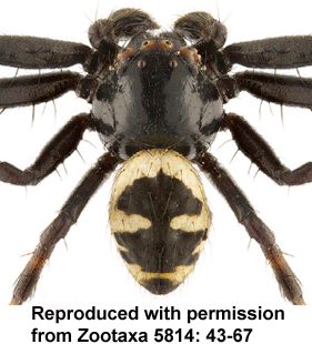 species