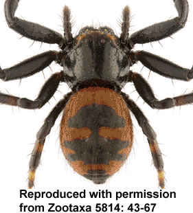 species