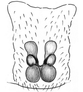 species