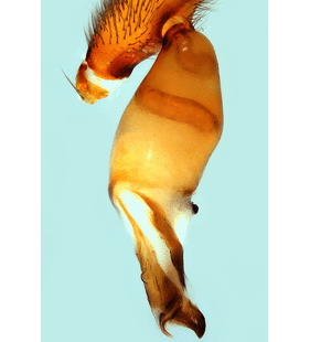 speciesimage