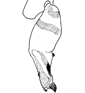 speciesimage