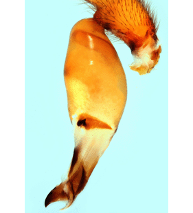 speciesimage