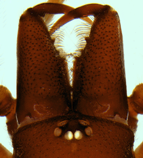 speciesimage