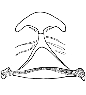 speciesimage