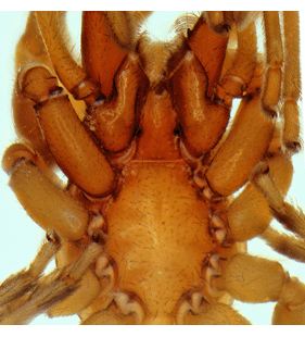 speciesimage
