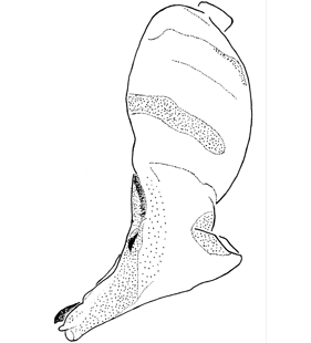 speciesimage