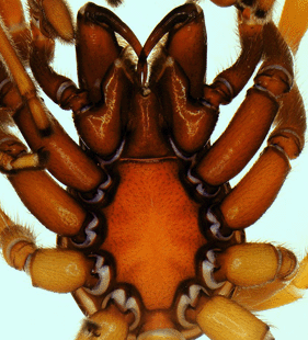 speciesimage