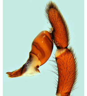 speciesimage