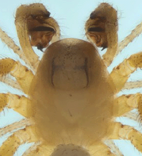 speciesimage
