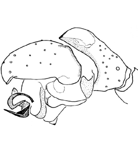 speciesimage